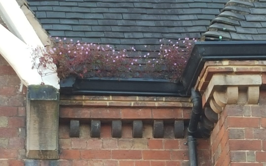 Dealing with Weeds in Gutters