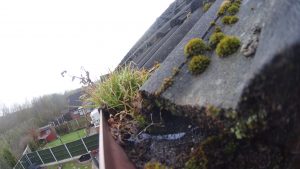 Moss in gutter