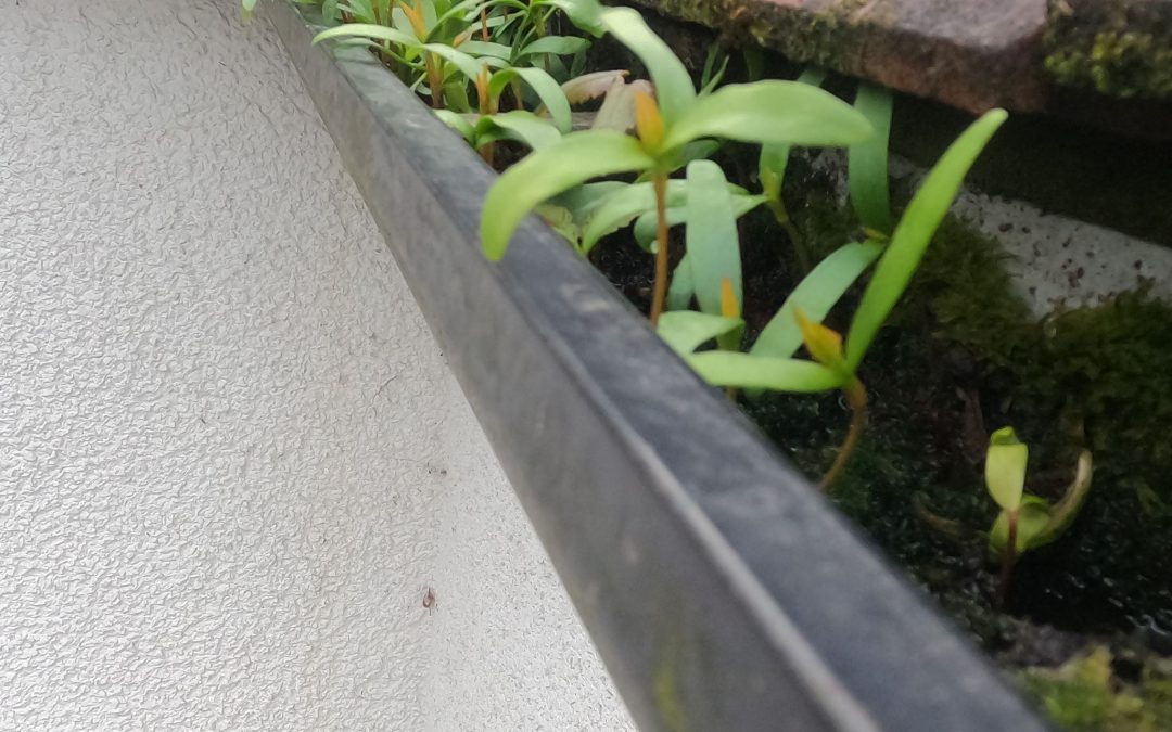 Don’t Let Your Gutters Spoil Your Spring