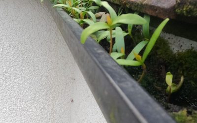 Don’t Let Your Gutters Spoil Your Spring